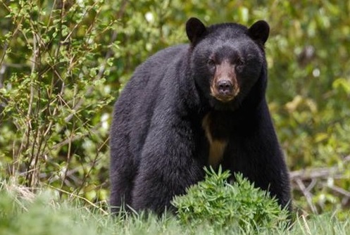 60-year-old man killed in attack by wild bear in Poonch