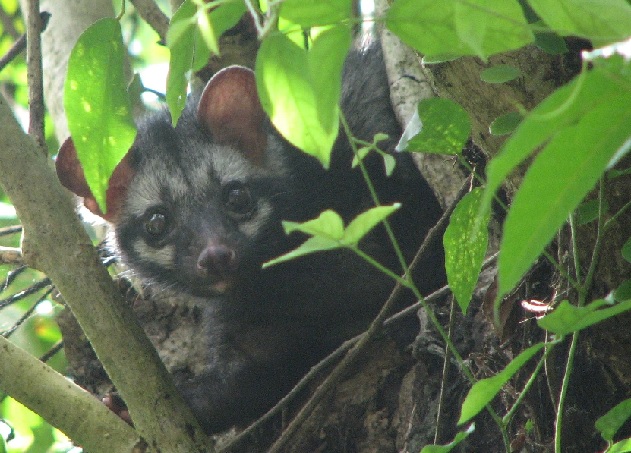 Asian Palm Civet rescued from IGNOU campus