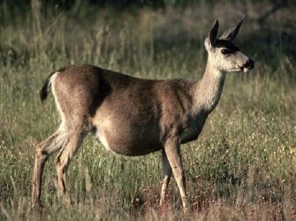 Six deer escape mangrove forest in Bengal amid cyclone