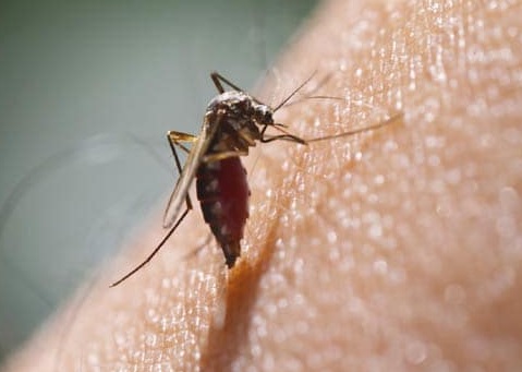 Team co-led by Indian scientists solve 100-year-old mystery of how malaria affects brain