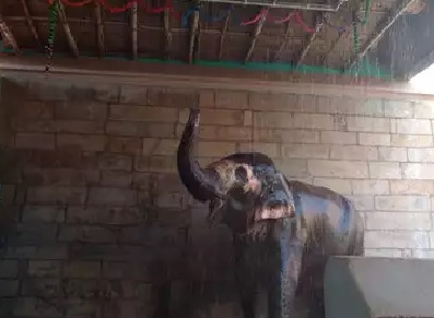 Shower facility installed for temple elephant in Trichy