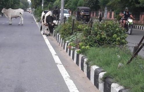 Yogi warns officials against stray cattle menace