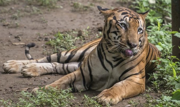 ‘Maharashtra tiger count at 312, up from 190 in 2014’