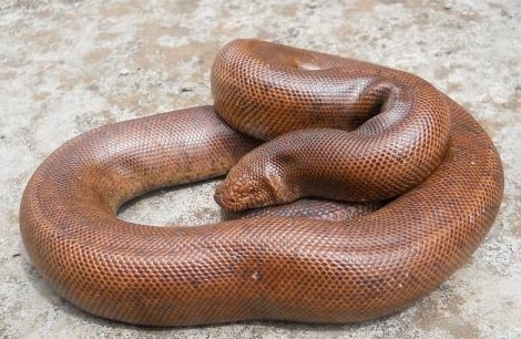 Maha: Two held for possession of rare snakes in Palghar