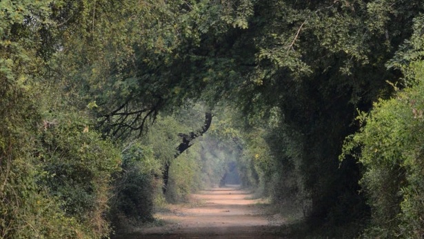 Maharashtra: 22-year-old man hangs self from tree