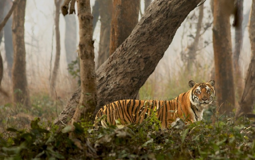 Tiger found dead in Dudhwa Tiger Reserve