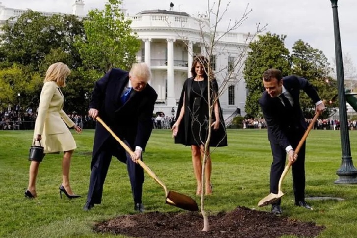 Let's tree again: Macron offers Trump replacement 'friendship' oak