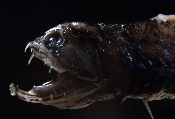 Mystery of deep-sea dragonfish's see-through teeth solved