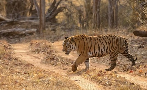 MP to reopen national parks, tiger reserves from June 1