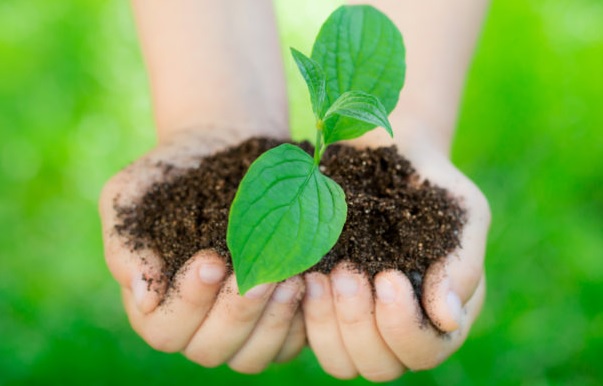 World Environment Day: Barista launches campaign to gift plant seeds to customers