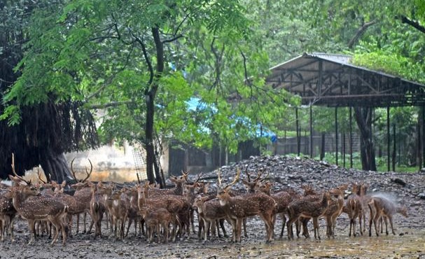 Government signs MoU for transfer of land to BMC for zoo