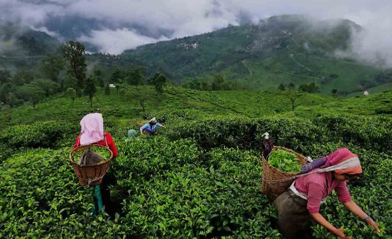 Assam announces cash dole for tea garden workers