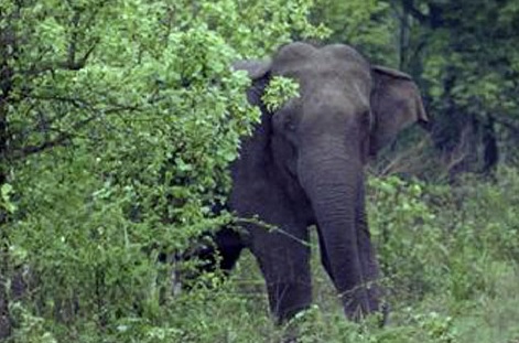 Assam: Elephant dies after getting stuck in wetland