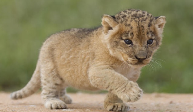 Gujarat: Two lion cubs found dead near Gir Sanctuary