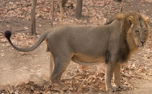 Last of 15 lions saved from circuses dies in MP facility at 21