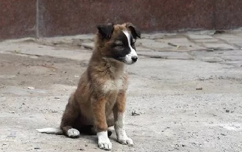 Beheaded carcass of puppy found in Mumbai