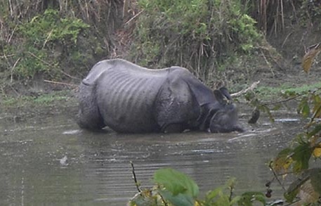 Rhino found dead in Dudhwa Tiger Reserve