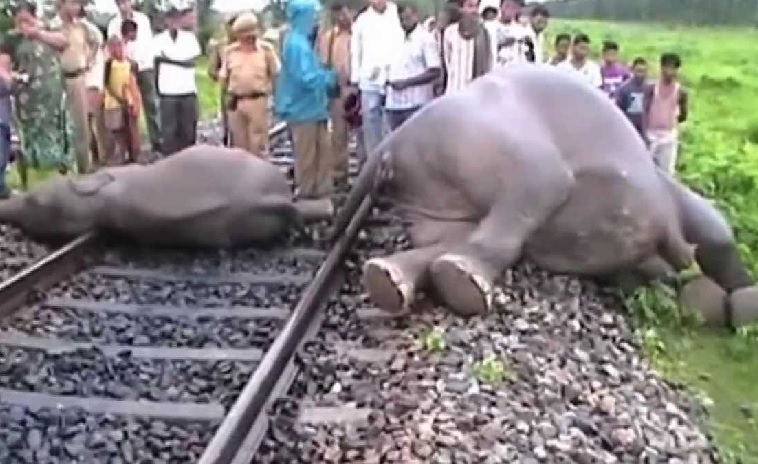 Over 32000 animals killed on railway tracks in 2016-18