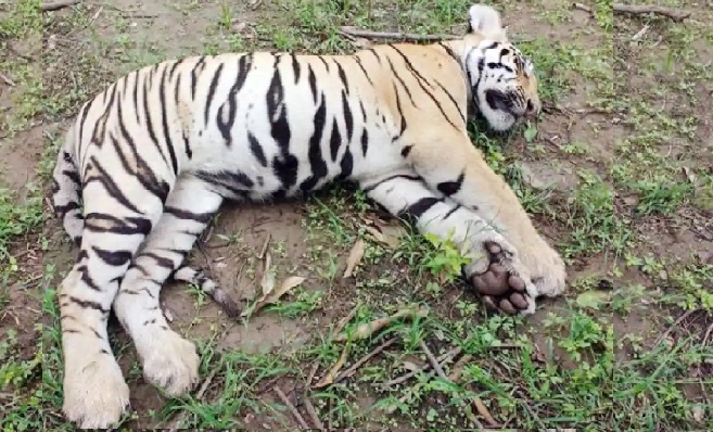 Tigress, two cubs found dead in Maharashtra