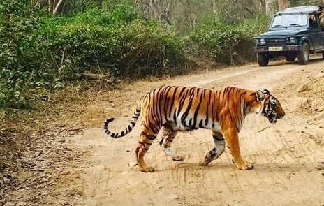 SC stays Jim Corbett National Park decision to allow Pvt buses in core area of Tiger reserve