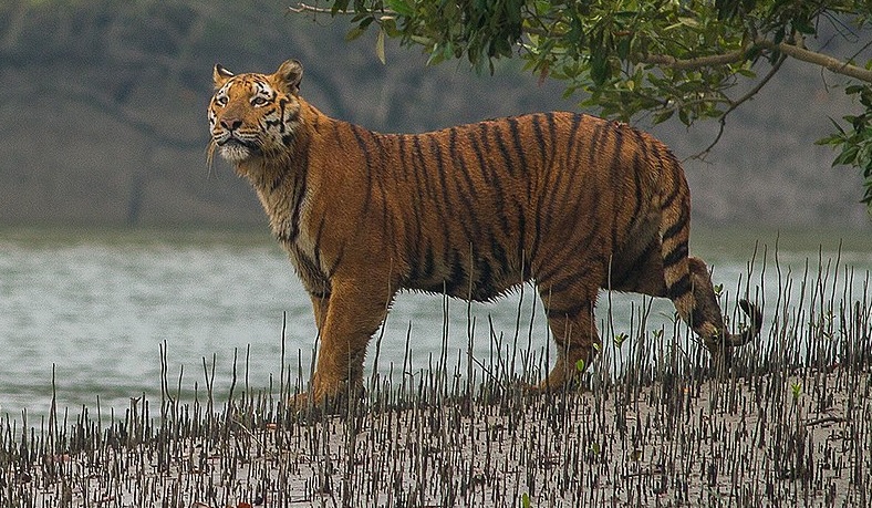 Tiger census begins in Sundarbans