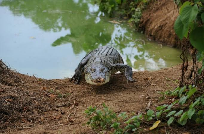 Carcass of crocodile with bullet injury mark found in UP