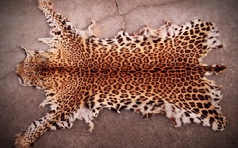 2 cops, 5 others held with leopard skins in Chhattisgarh