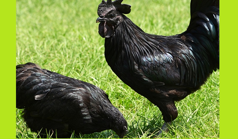 MP: Bird flu infection found in Kadaknath chickens in Jhabua