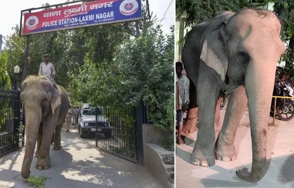 Nationwide search ends as missing Delhi elephant found after two months