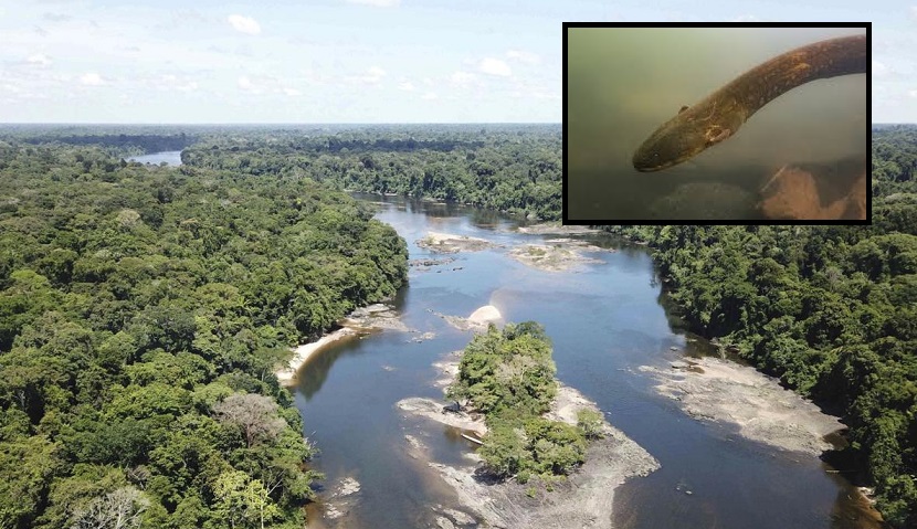 Powerful new electric eel found in South America