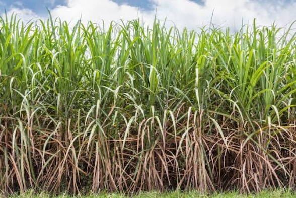 From farms to mills, it's a long wait for Western UP farmers just to get sugarcane weighed