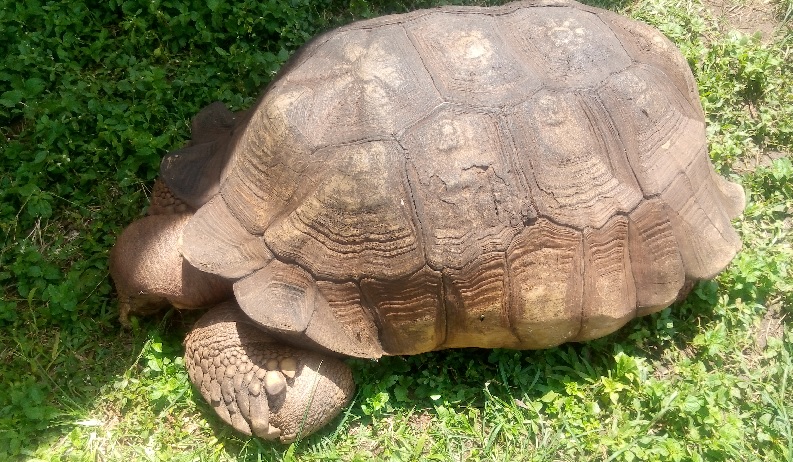 'Africa's oldest' tortoise dies in Nigeria: palace