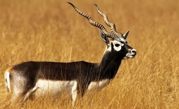 Gujarat: Lioness, four blackbucks found dead near dam