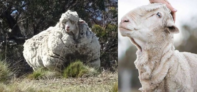 Chris the sheep, famed for record-breaking fleece, dies