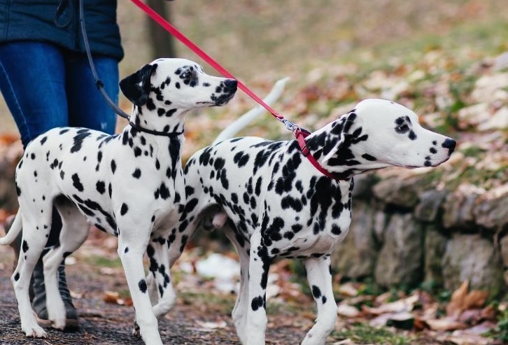 Pets can be taken outside for walks: Maharashtra govt tells HC