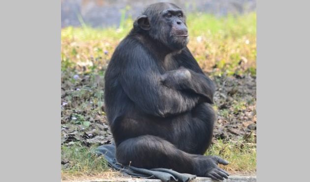 India's oldest chimpanzee dies at Delhi zoo