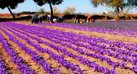 Kashmir expects bumper saffron crop this season