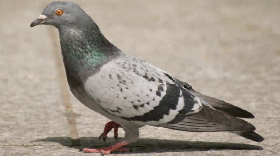 Pigeons may pose health risk, dont feed them Civic body