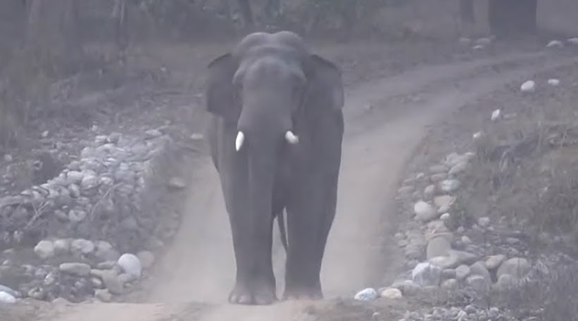 Tusker comes outside AIIMS Rishikesh, creates scare