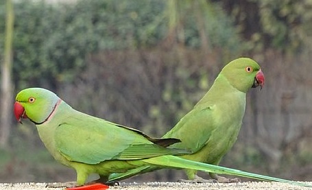 Uzbek national held with dozen parrots at IGI airport