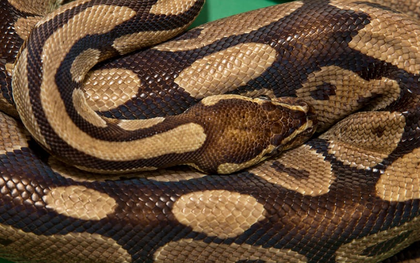 Exotic reptiles recovered from two at Chennai airport