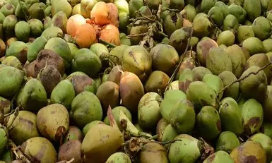 Coconut growers seek ban of imported GM seeds and loan waiver