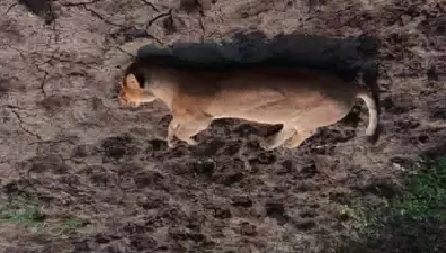 Gujarat Injured lioness dies