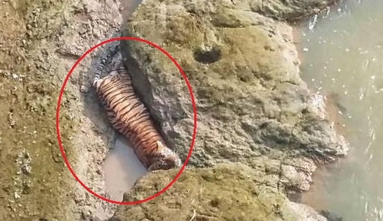 Maharashtra: Tiger trapped in river rocks dies