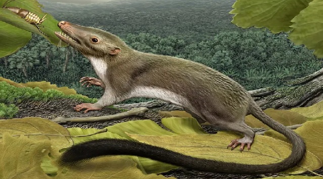 New rodent fossil reveals how middle ear may have evolved Study