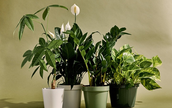 Plants don't improve indoor air quality but cut outdoor pollution, latest studies show