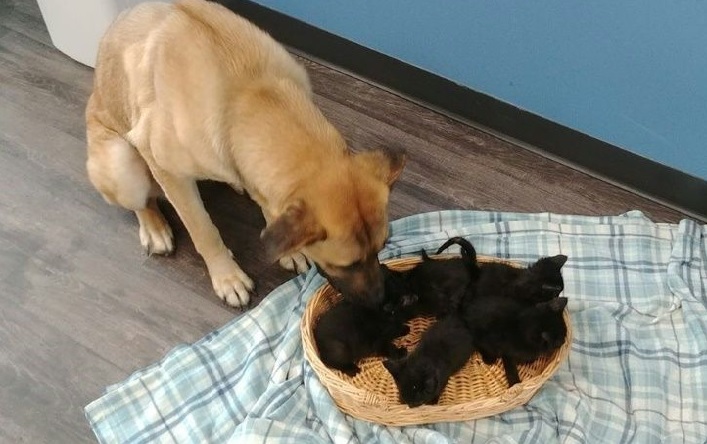 Stray dog saves abandoned kittens from cold Canada winter