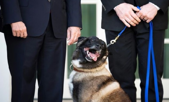 Trump presents Conan the dog, 'incredible' hero of Baghdadi raid