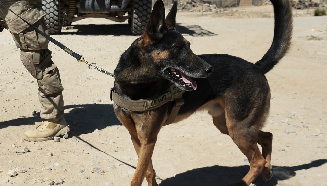 'Hero' dog that helped kill Baghdadi to visit White House soon, says Trump