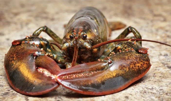 Lobster prices falling, and they could fall further